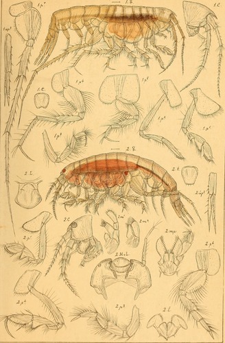 Representative image of Bathymedon