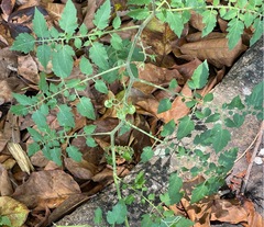 Solanum pimpinellifolium