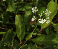 Torilis arvensis arvensis