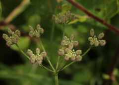 Torilis arvensis arvensis