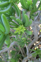 Senecio sarcoides