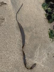 Laminaria sinclairii