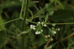 Torilis arvensis arvensis