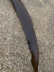 Laminaria sinclairii