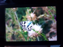 Melanargia lachesis