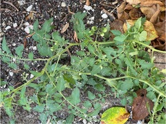 Solanum pimpinellifolium