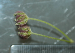 Torilis arvensis arvensis