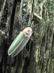 Photinus marginellus