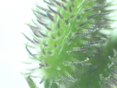 Torilis arvensis arvensis