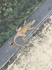 Agama picticauda