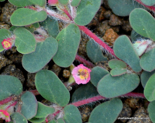 Euphorbia coccinea