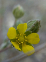 Potentilla pseudosericea