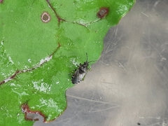 Heterogaster cathariae