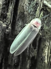 Photinus marginellus