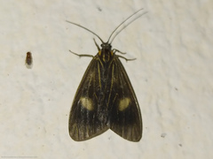 Dioptinae