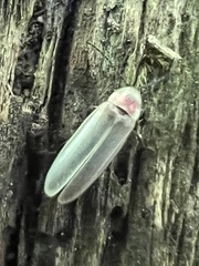 Photinus marginellus