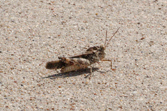 Spharagemon cristatum