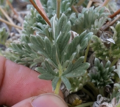 Potentilla pseudosericea