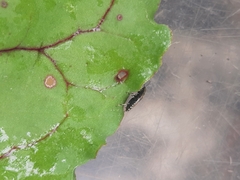 Heterogaster cathariae