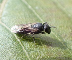 Hylaeus communis