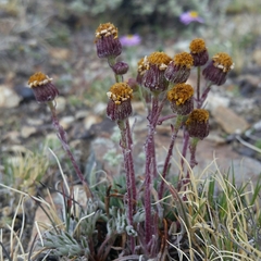 Packera werneriifolia