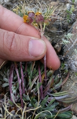 Packera werneriifolia