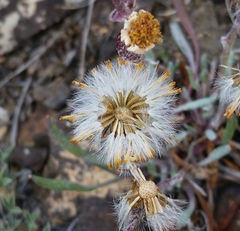 Packera werneriifolia