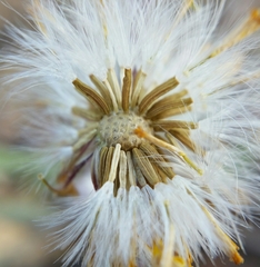 Packera werneriifolia