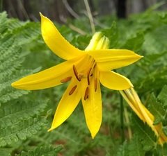 Lilium parryi