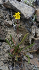 Ivesia lycopodioides scandularis