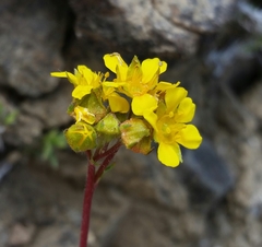 Ivesia lycopodioides scandularis