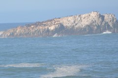 Arctocephalus townsendi