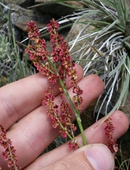 Rumex paucifolius