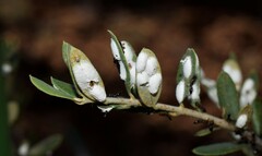Lichtensia viburni