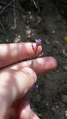 Boechera divaricarpa