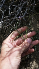 Boechera divaricarpa