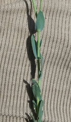 Boechera divaricarpa