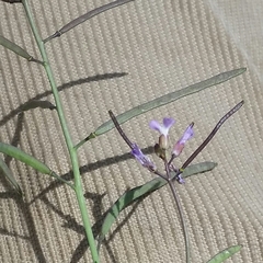 Boechera divaricarpa