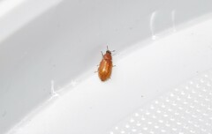 Cerallus luteus