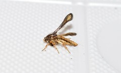 Microsphecia brosiformis