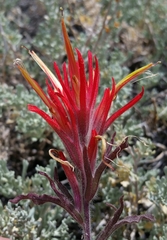 Castilleja applegatei breweri