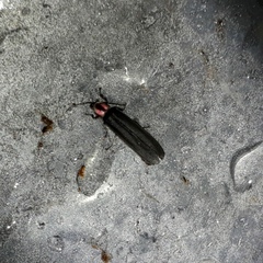 Photinus palaciosi