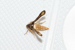 Microsphecia brosiformis
