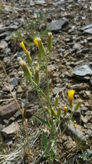 Crepis intermedia