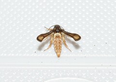 Microsphecia brosiformis