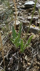Crepis intermedia