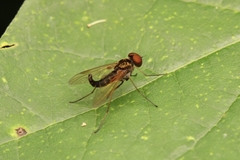 Chrysopilus fasciatus