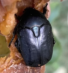 Protaetia opaca