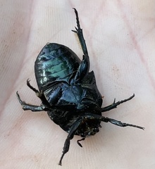 Protaetia opaca