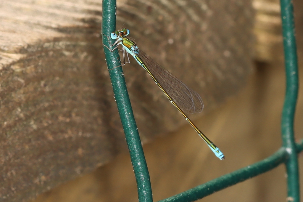 Sedge Sprite